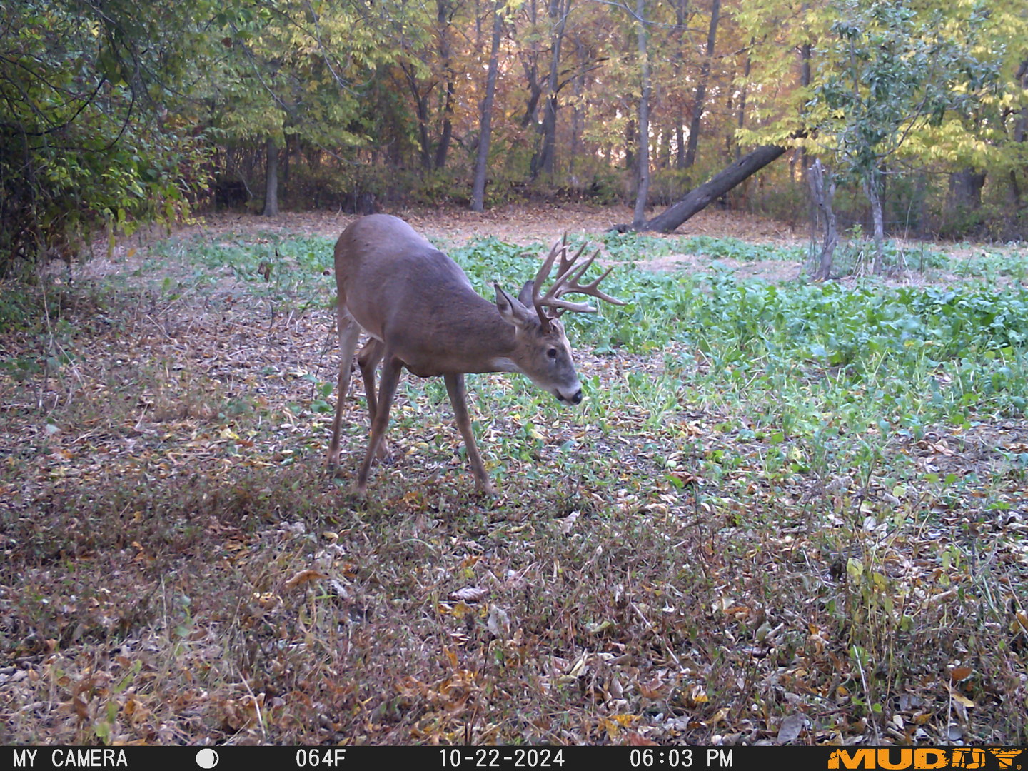 main property photo 33