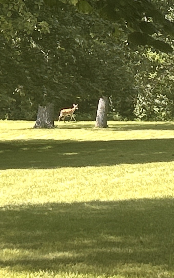 property viewer photo 4