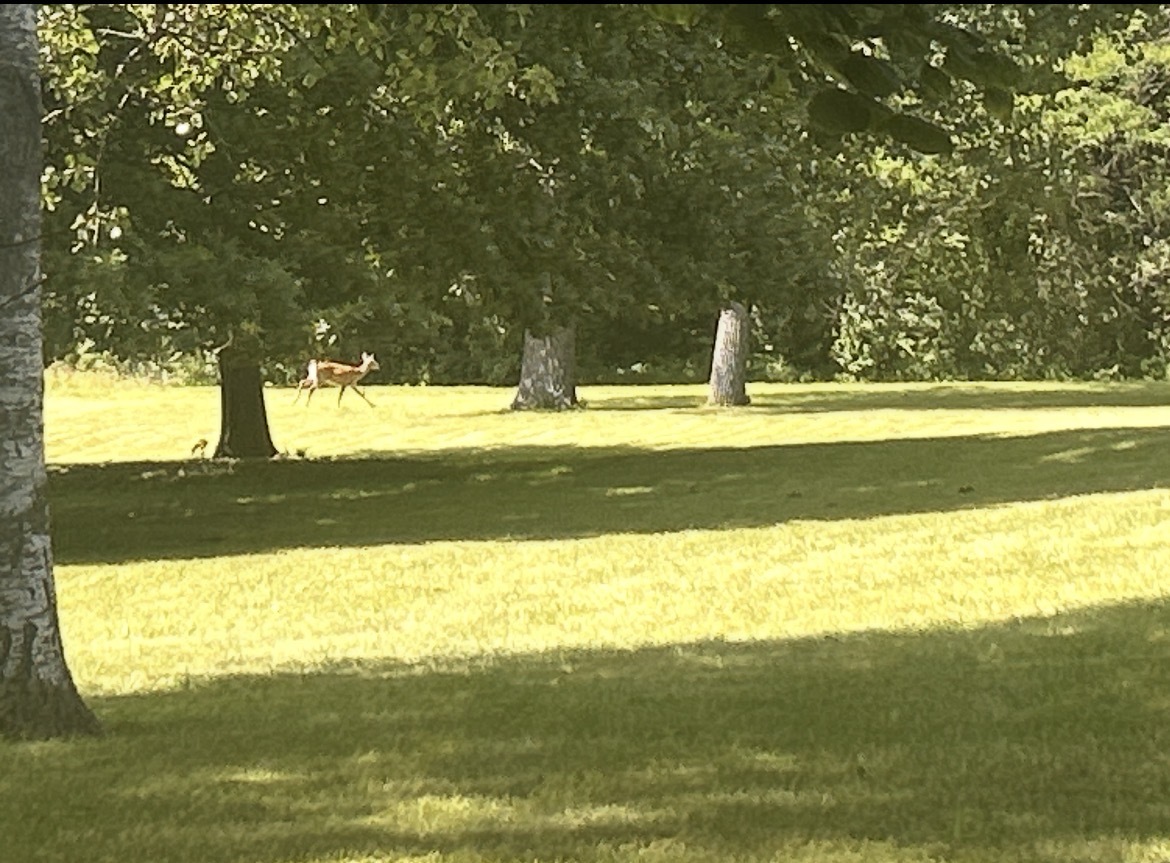 property viewer photo 5