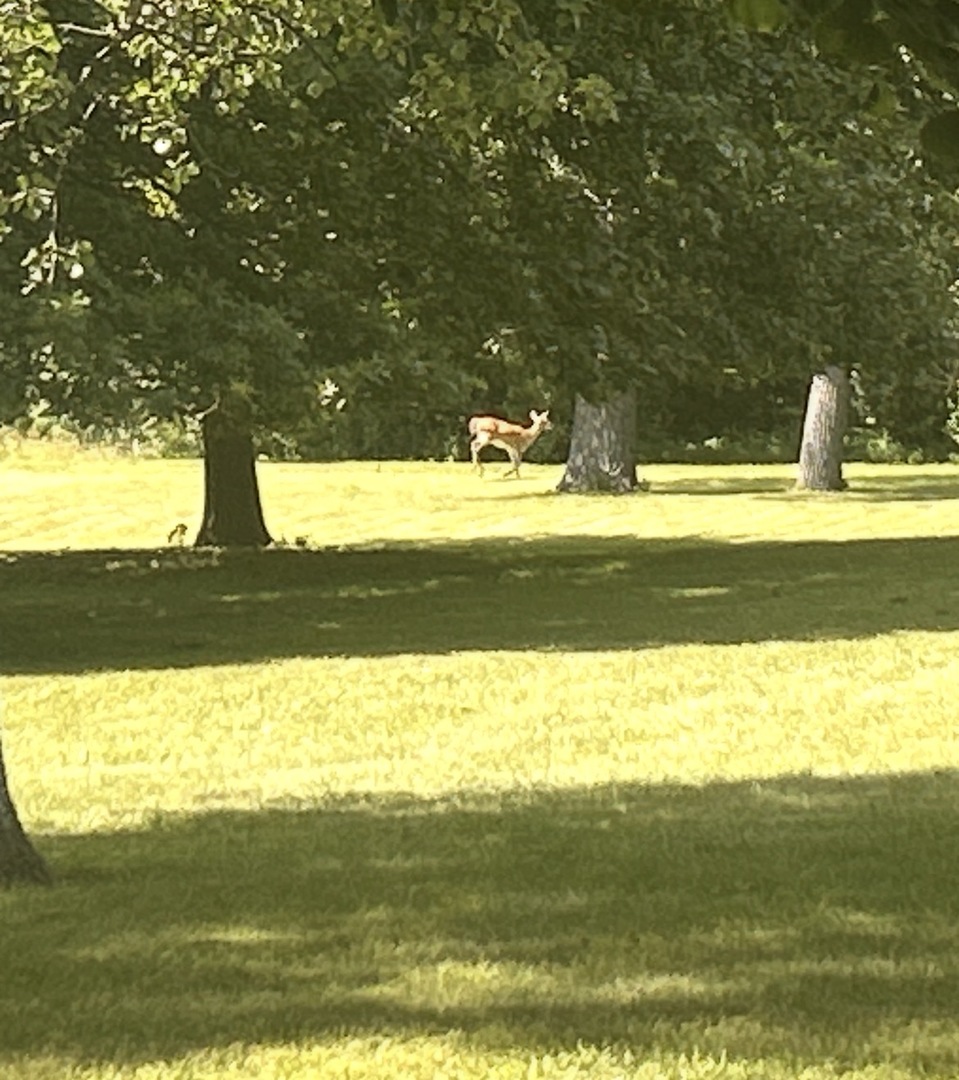 property viewer photo 6