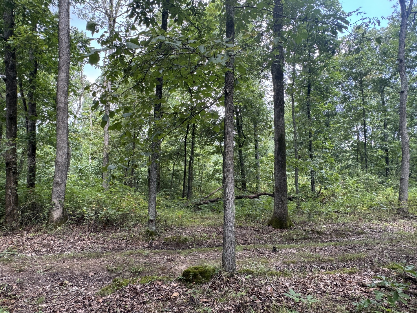 main property photo 32