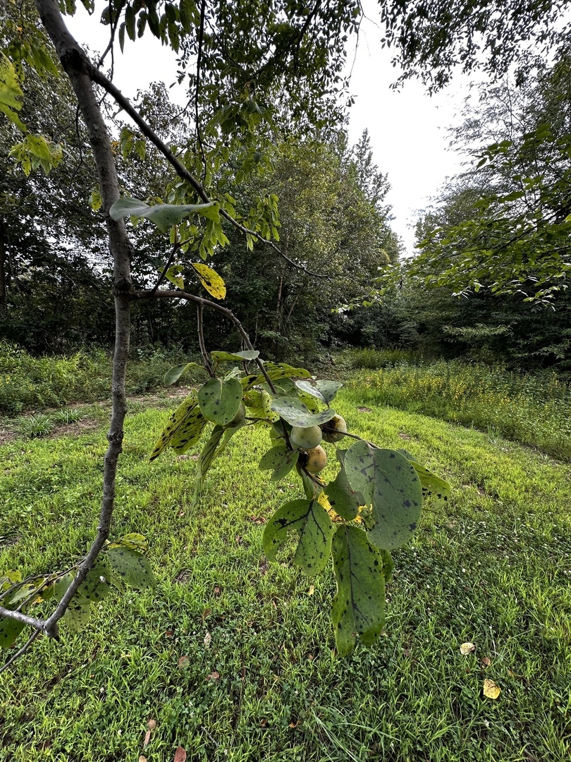 main property photo 20