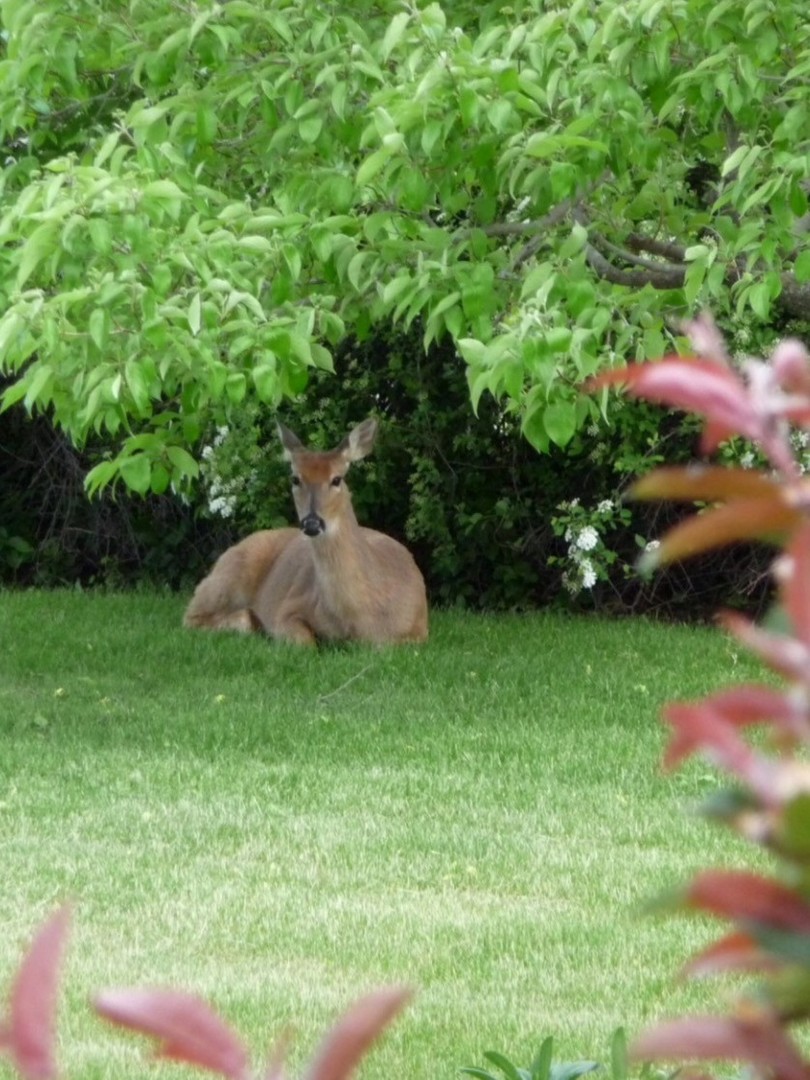 main property photo 39