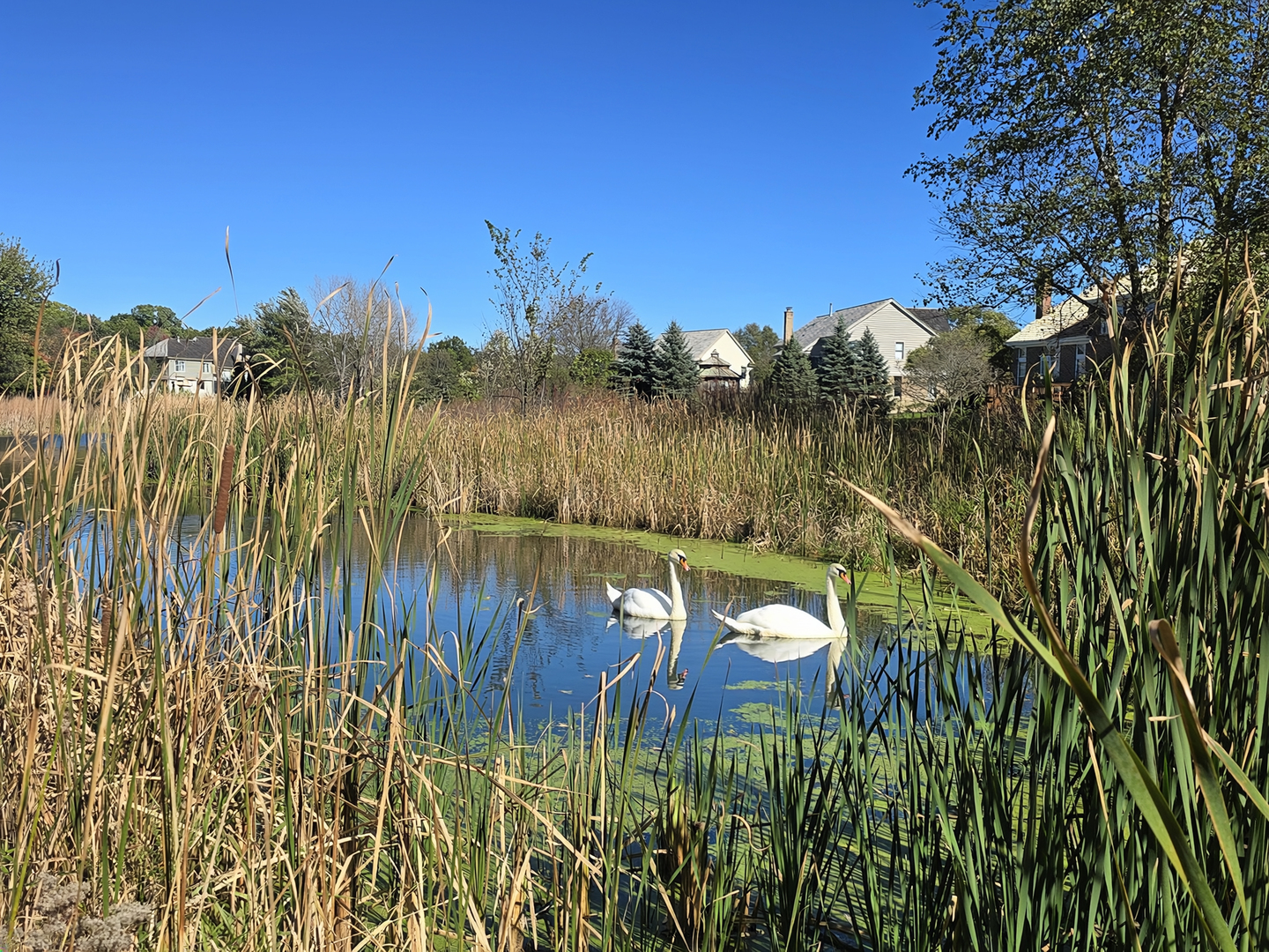 main property photo 53