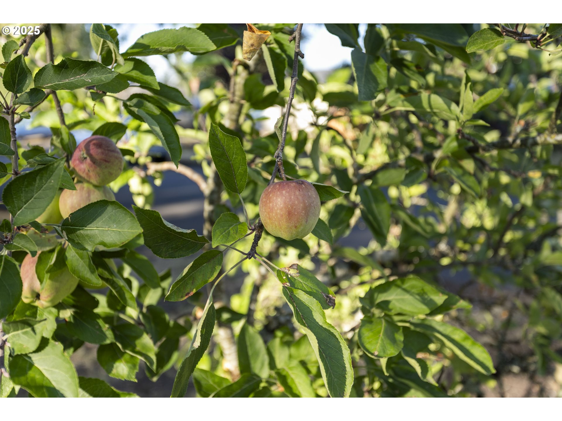 property viewer photo 30