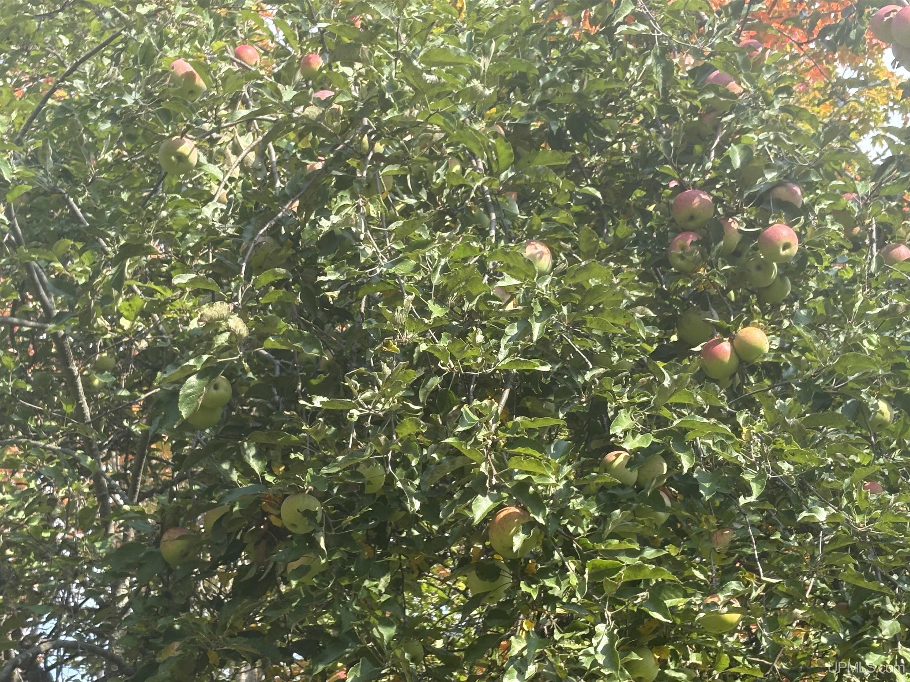 main property photo 32