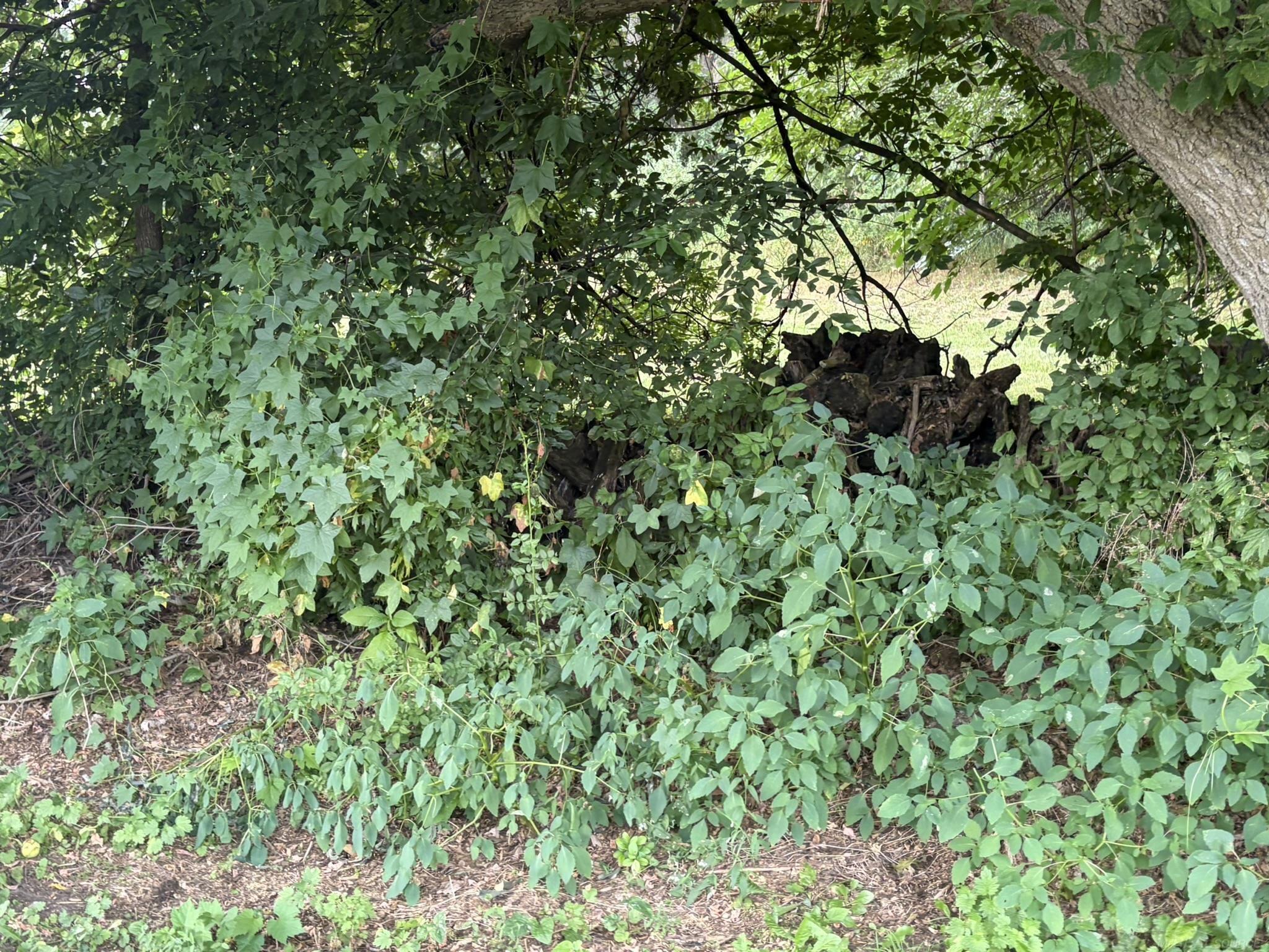 main property photo 58