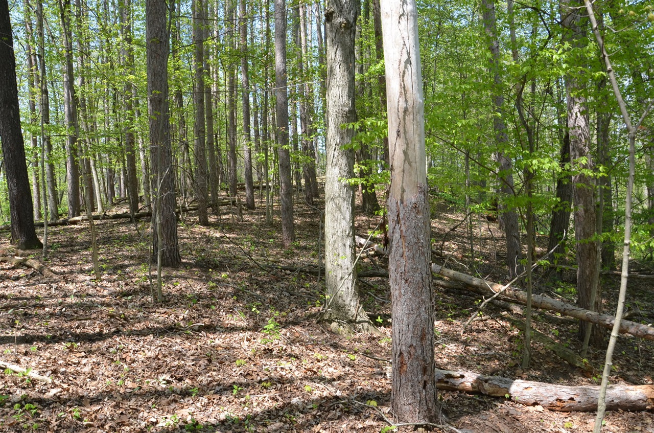 main property photo 65
