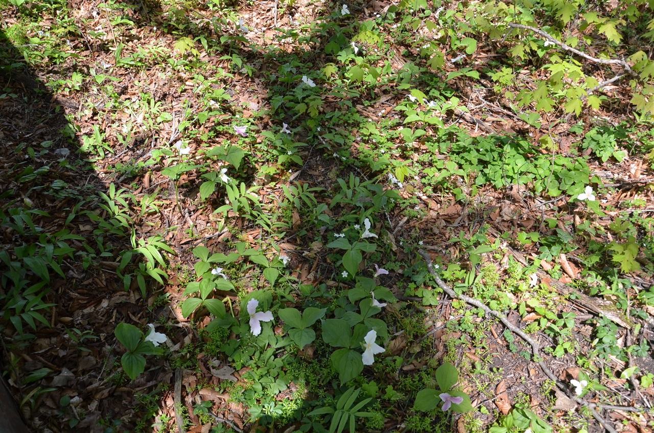 main property photo 85