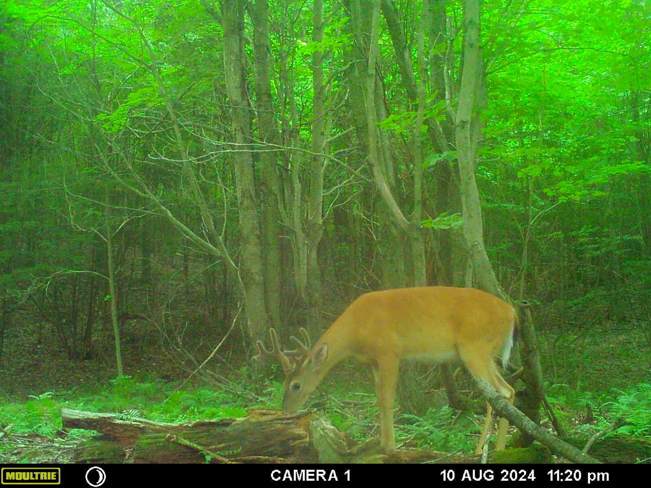 main property photo 59