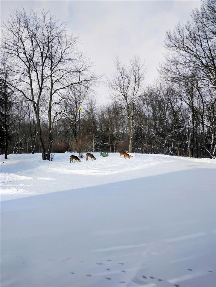 main property photo 98