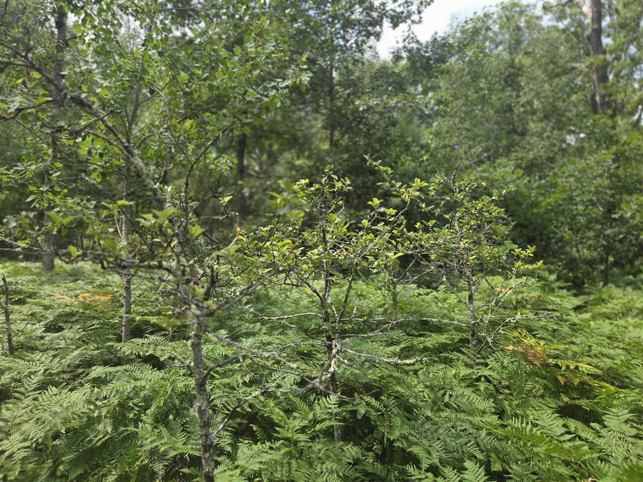 main property photo 38