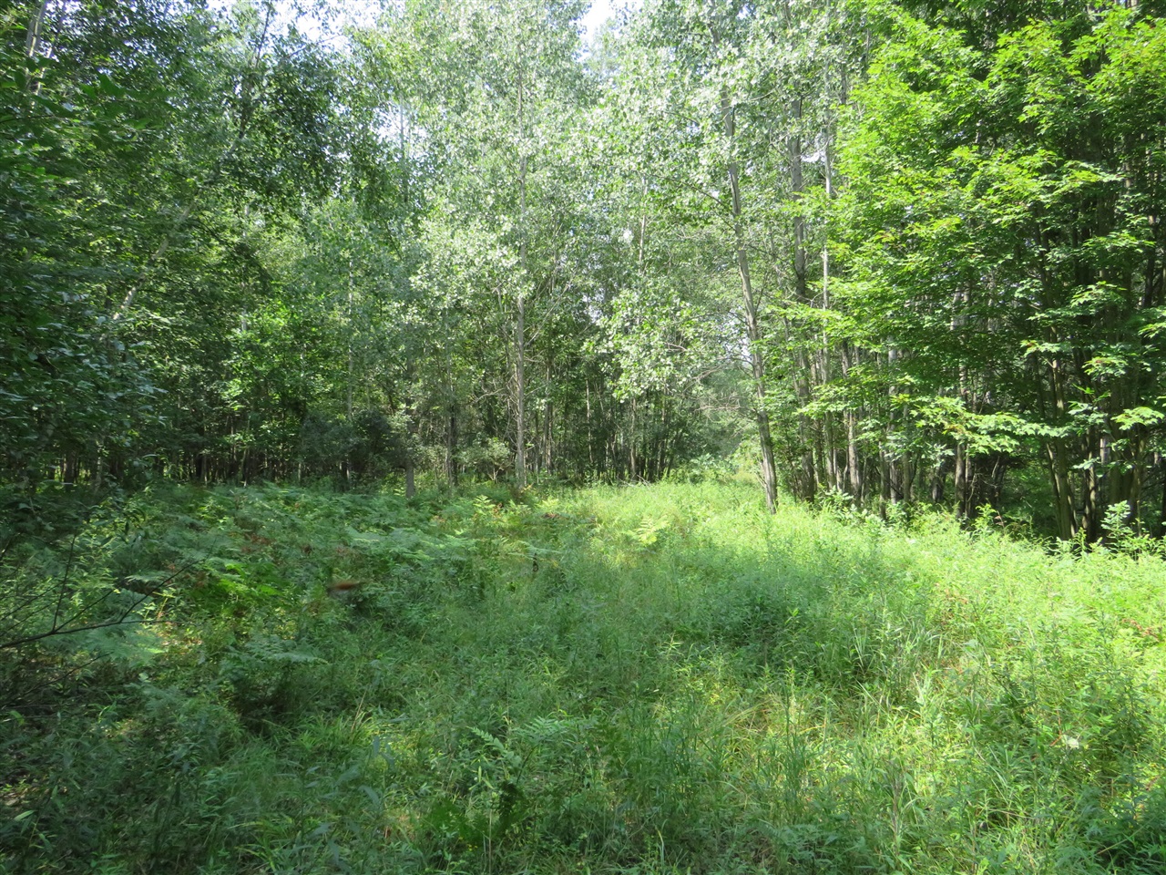 main property photo 50