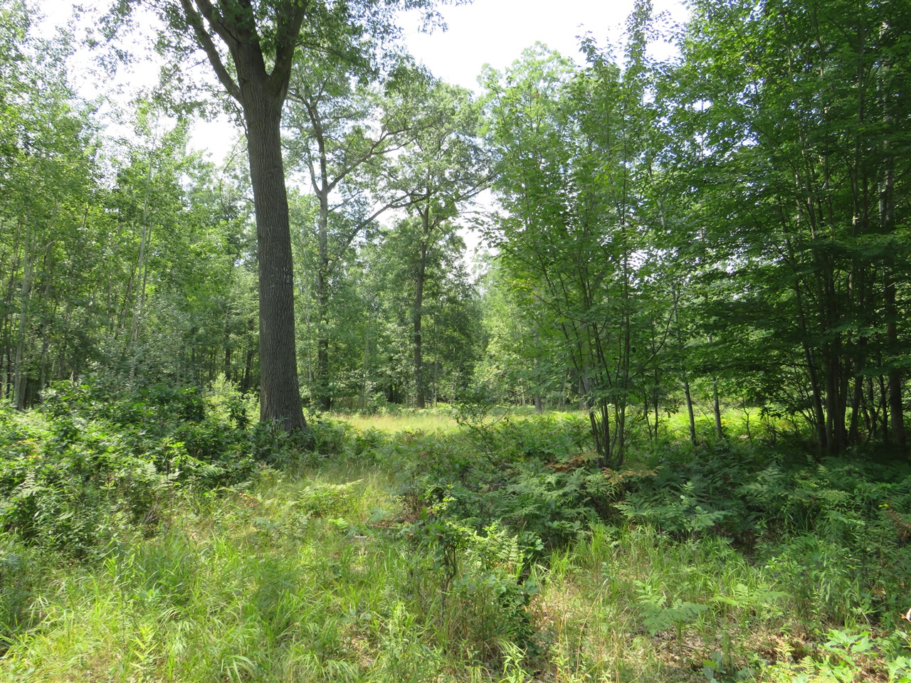 main property photo 54