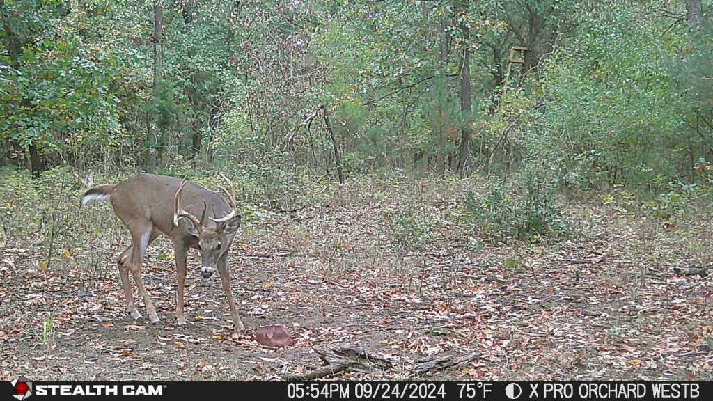main property photo 19