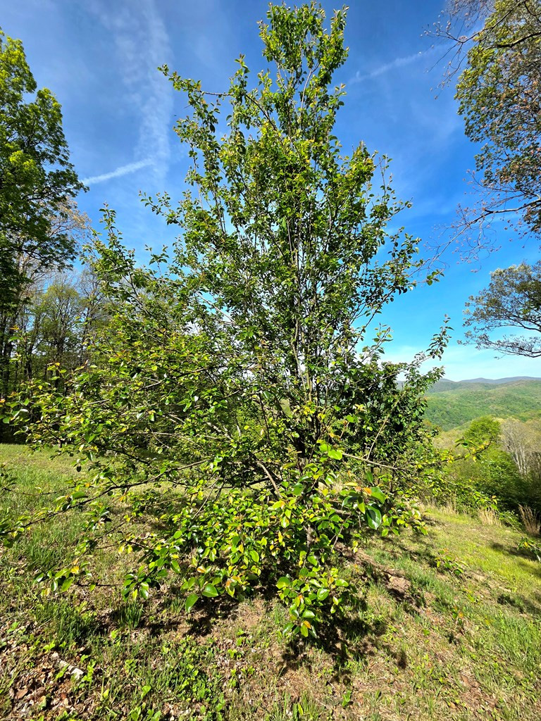 main property photo 37