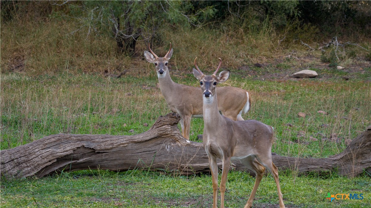 property viewer photo 2