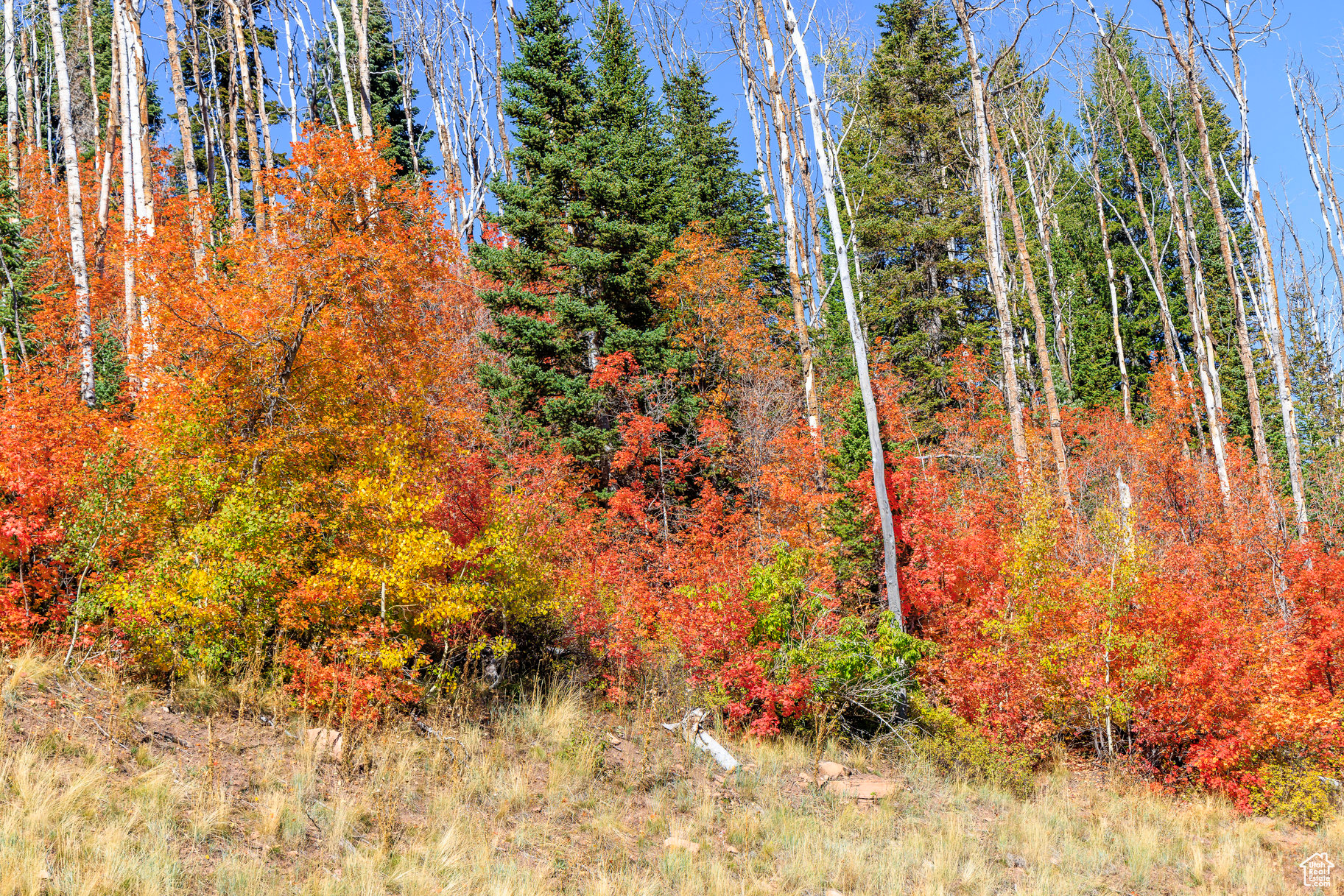 main property photo 82