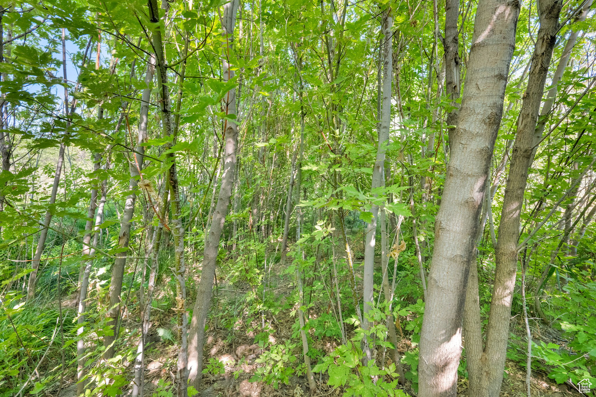 main property photo 86