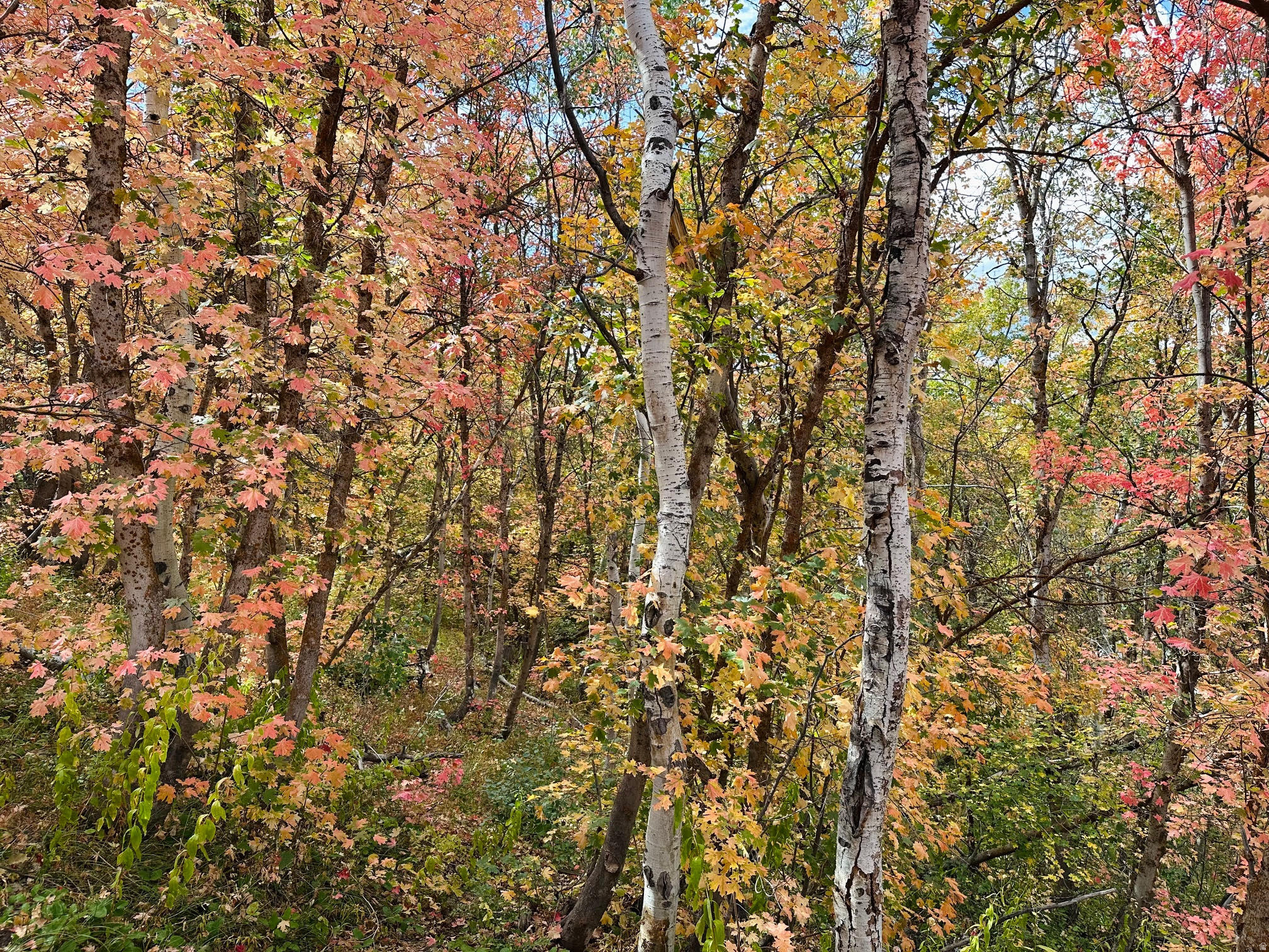 main property photo 26
