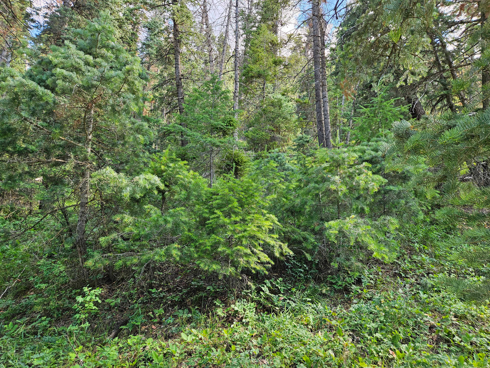 main property photo 13