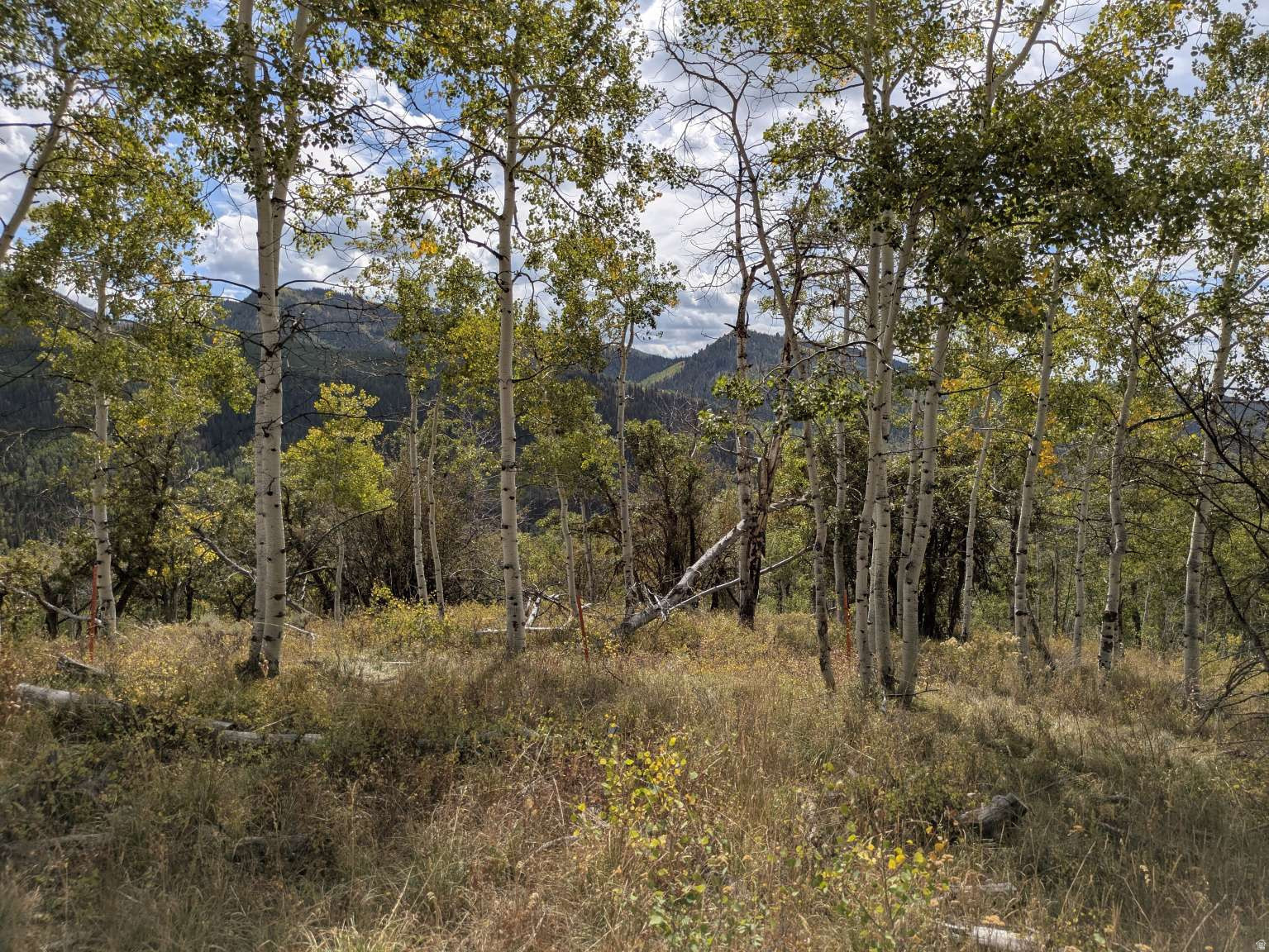 main property photo 37
