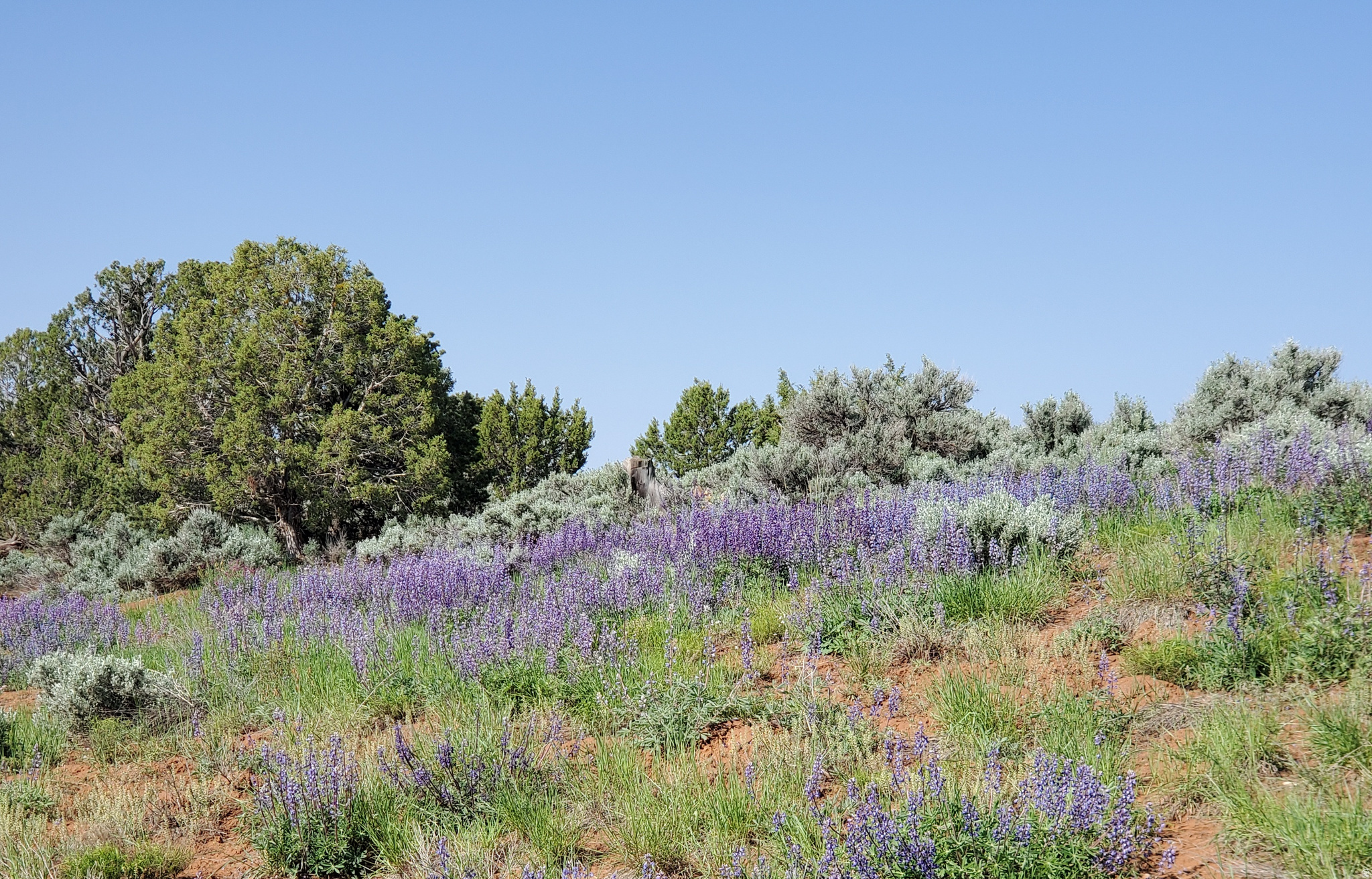 main property photo 63