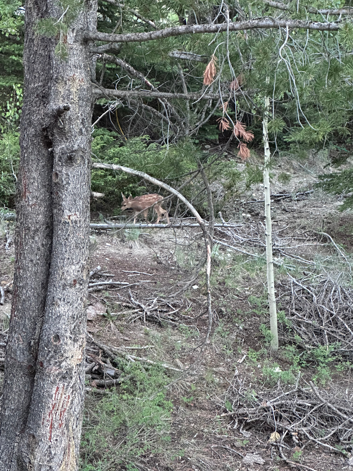 main property photo 32