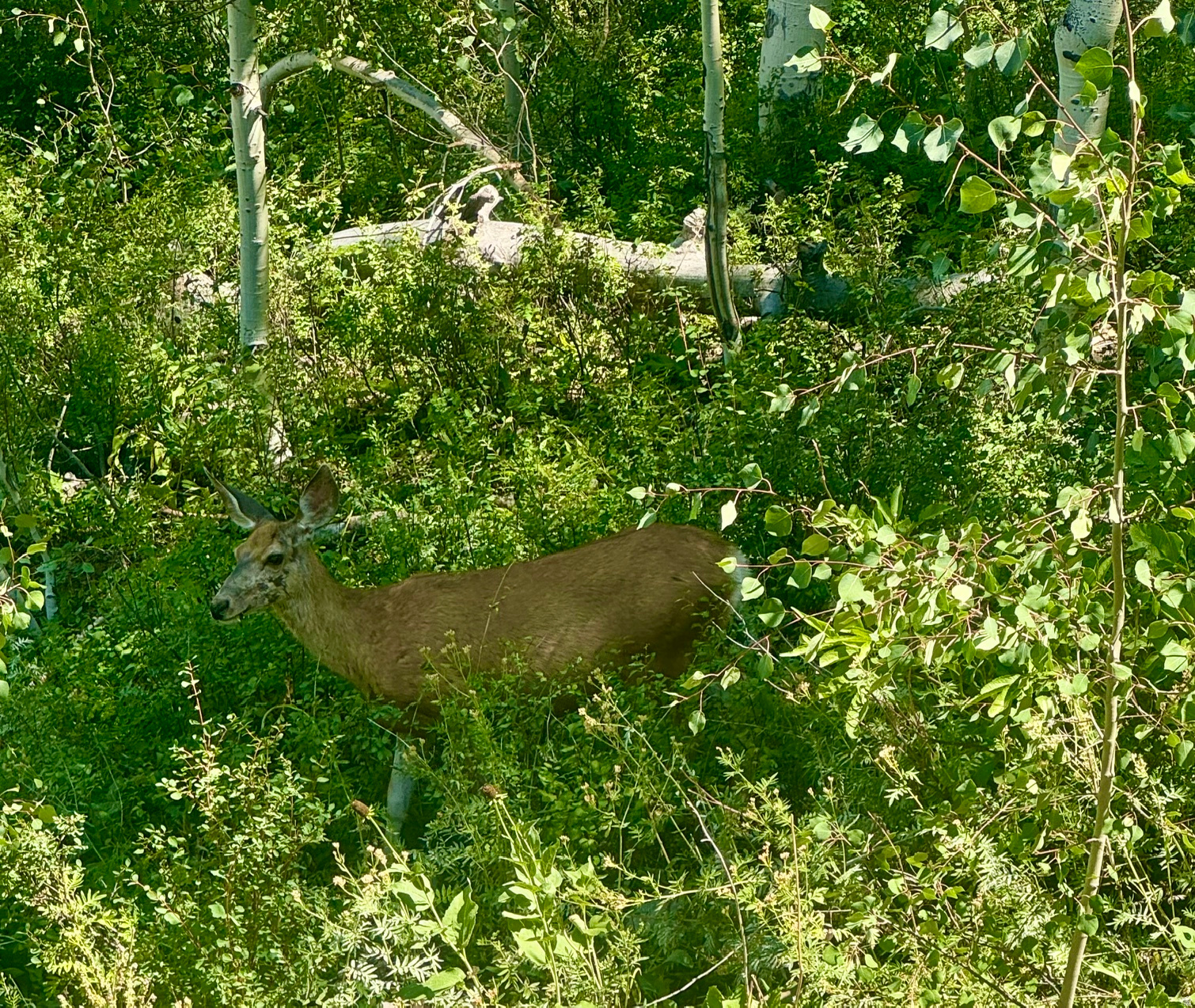main property photo 15