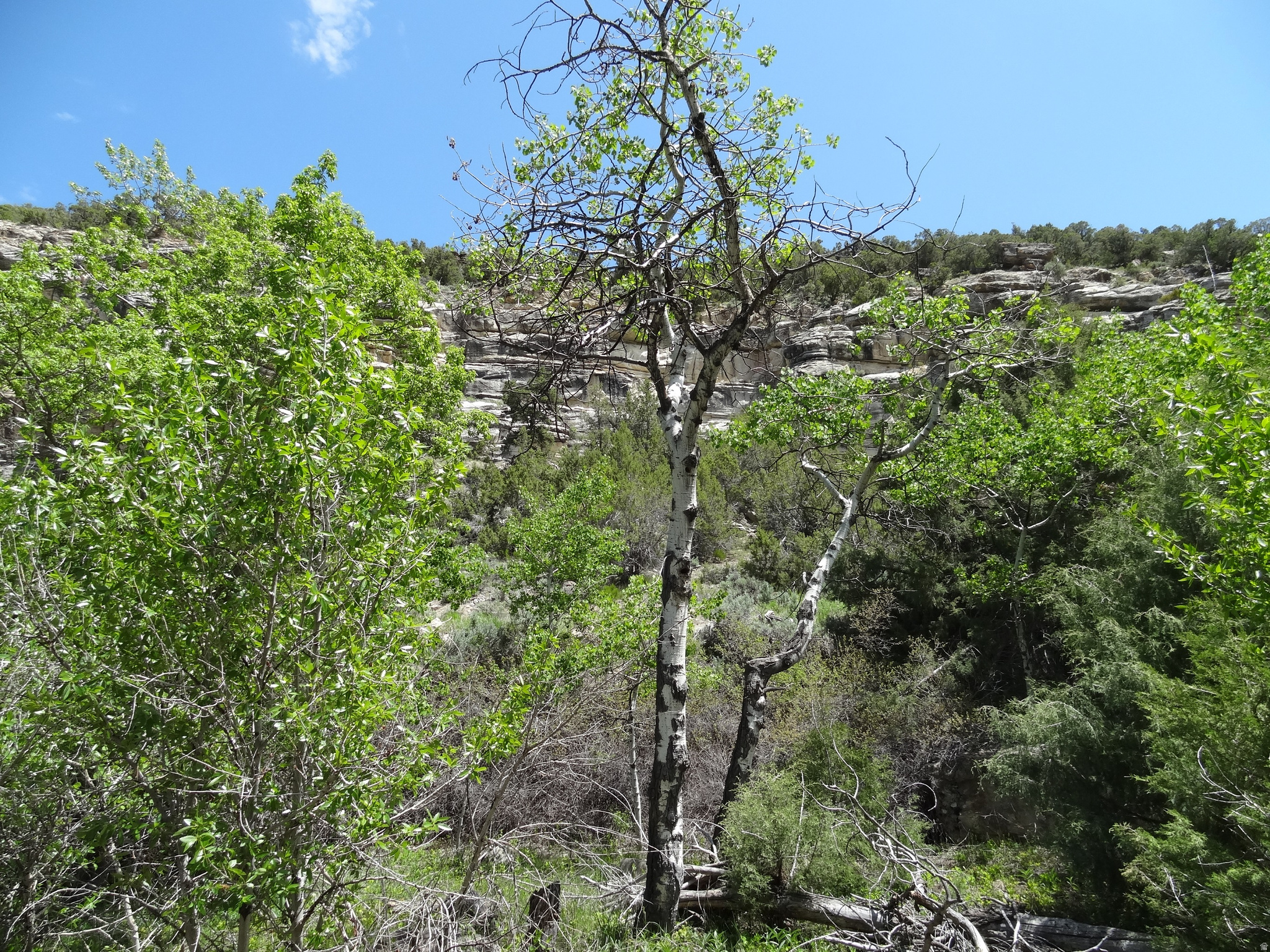 main property photo 9