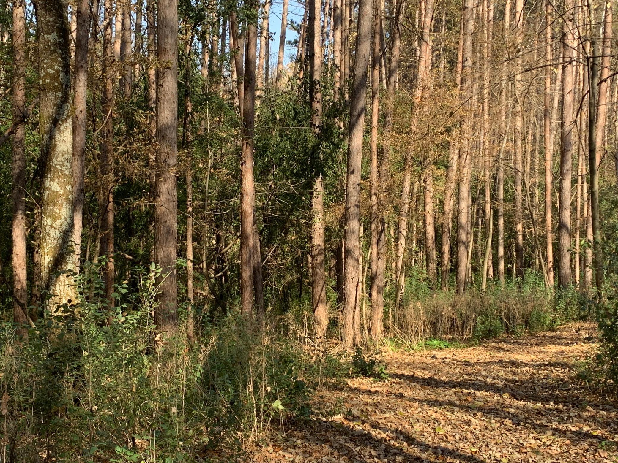 main property photo 29