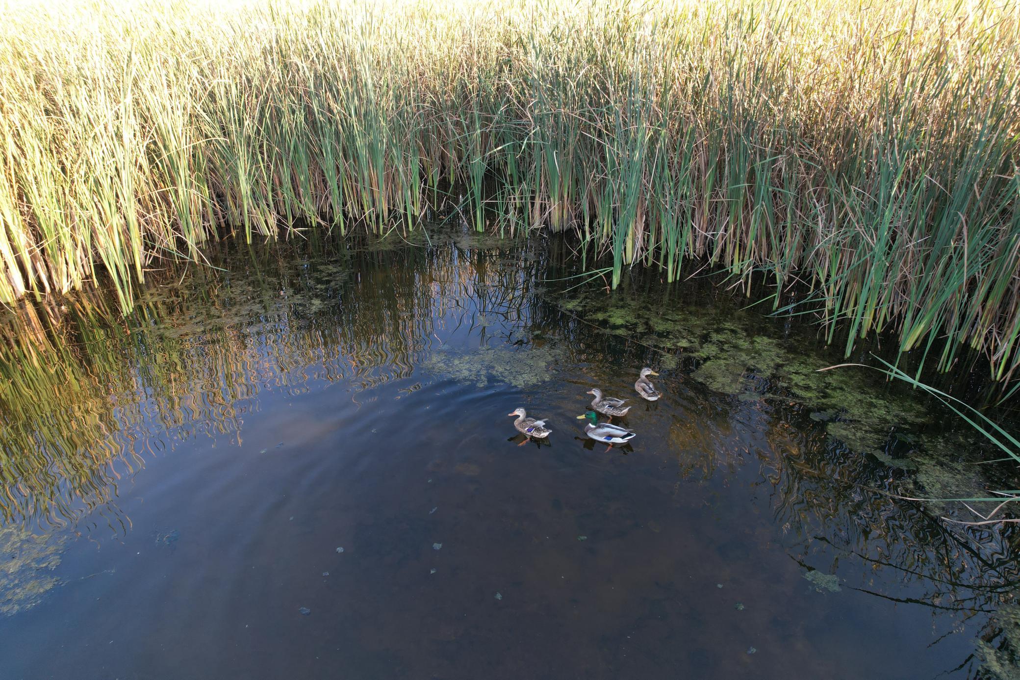 main property photo 81