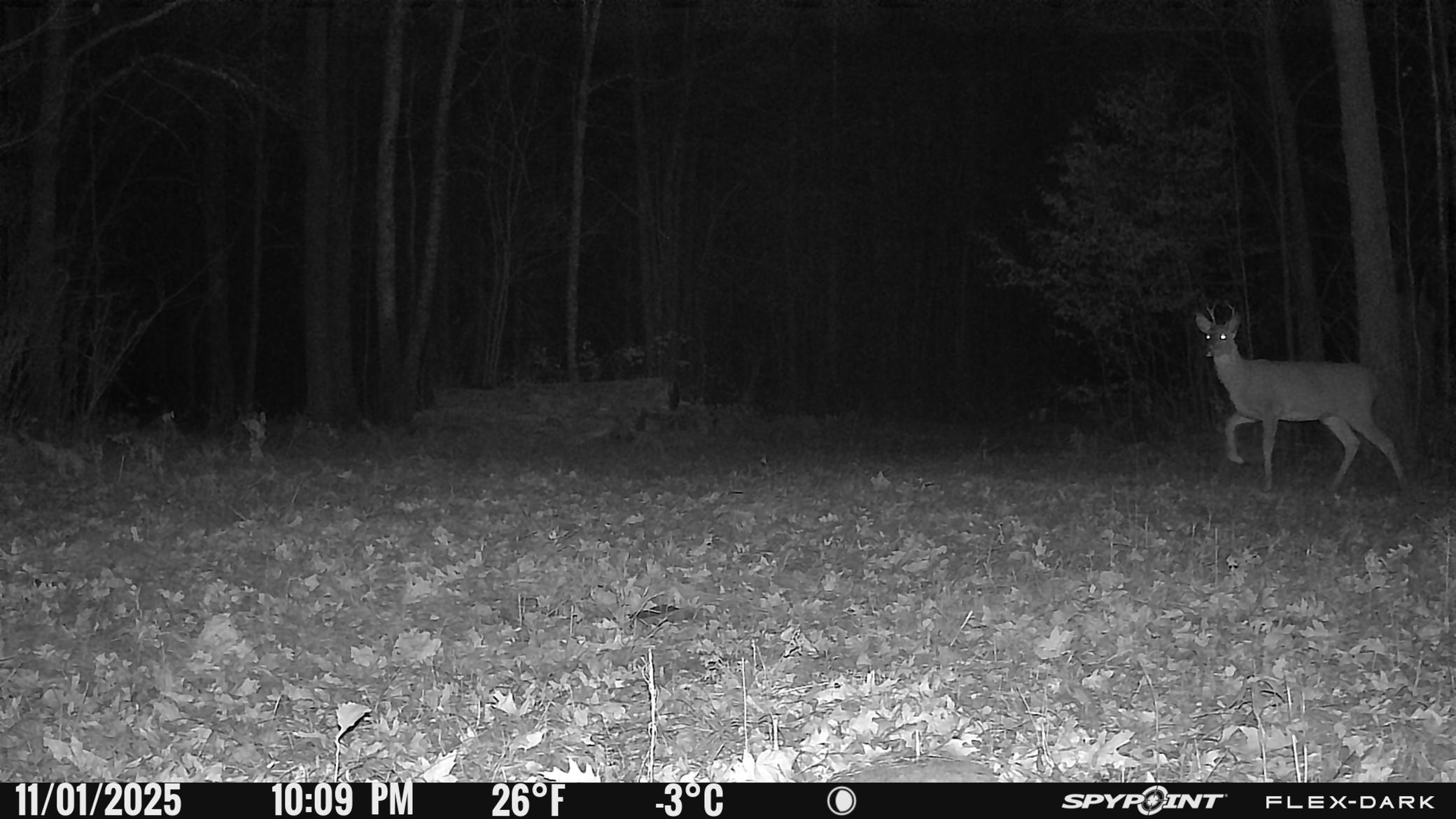 main property photo 38