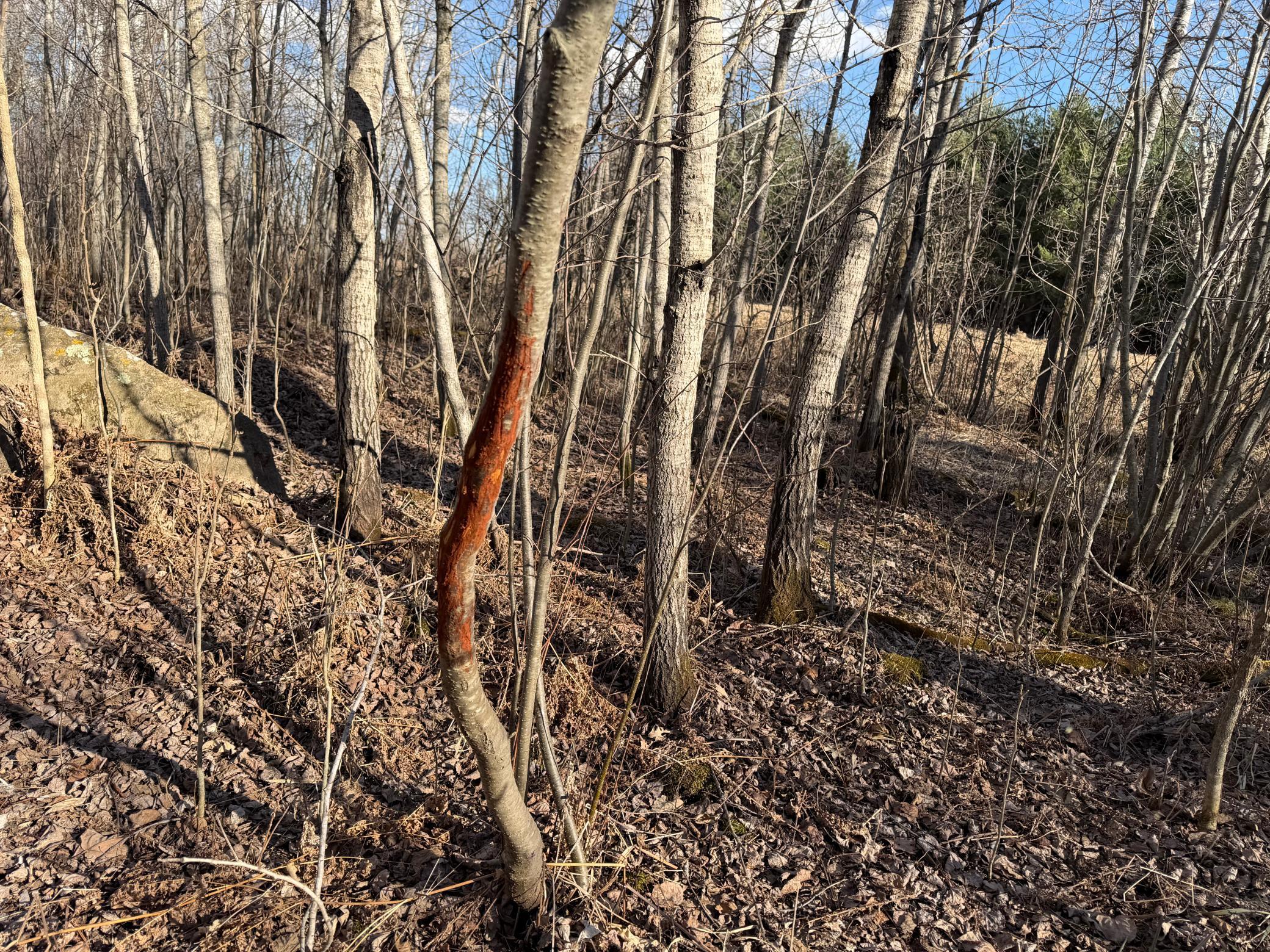 main property photo 18