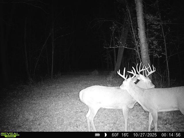 main property photo 60