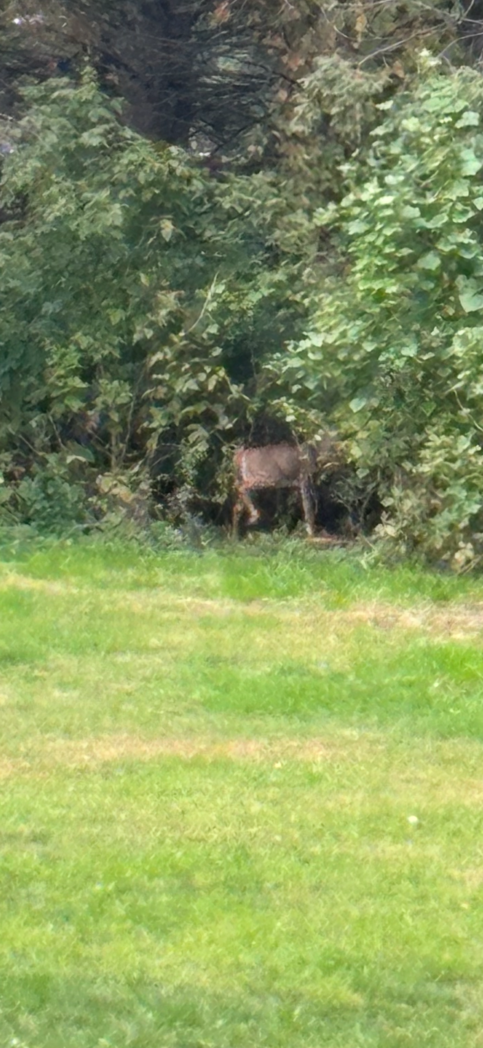 main property photo 54
