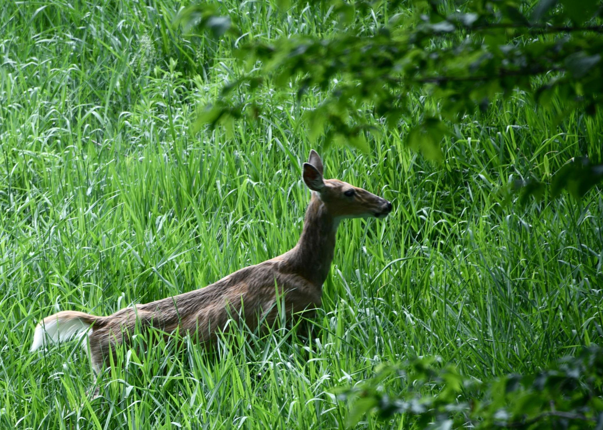 main property photo 54