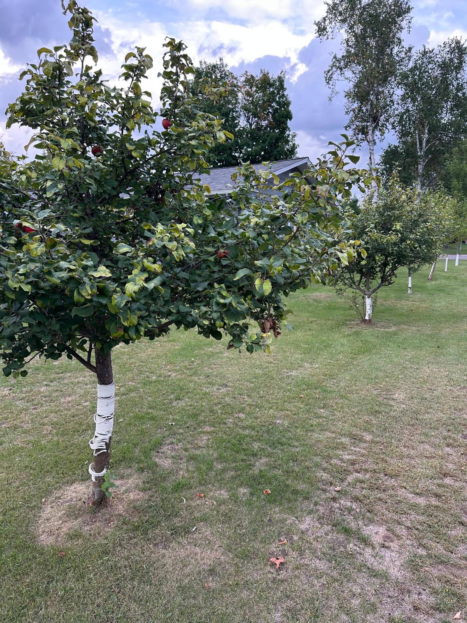 main property photo 38