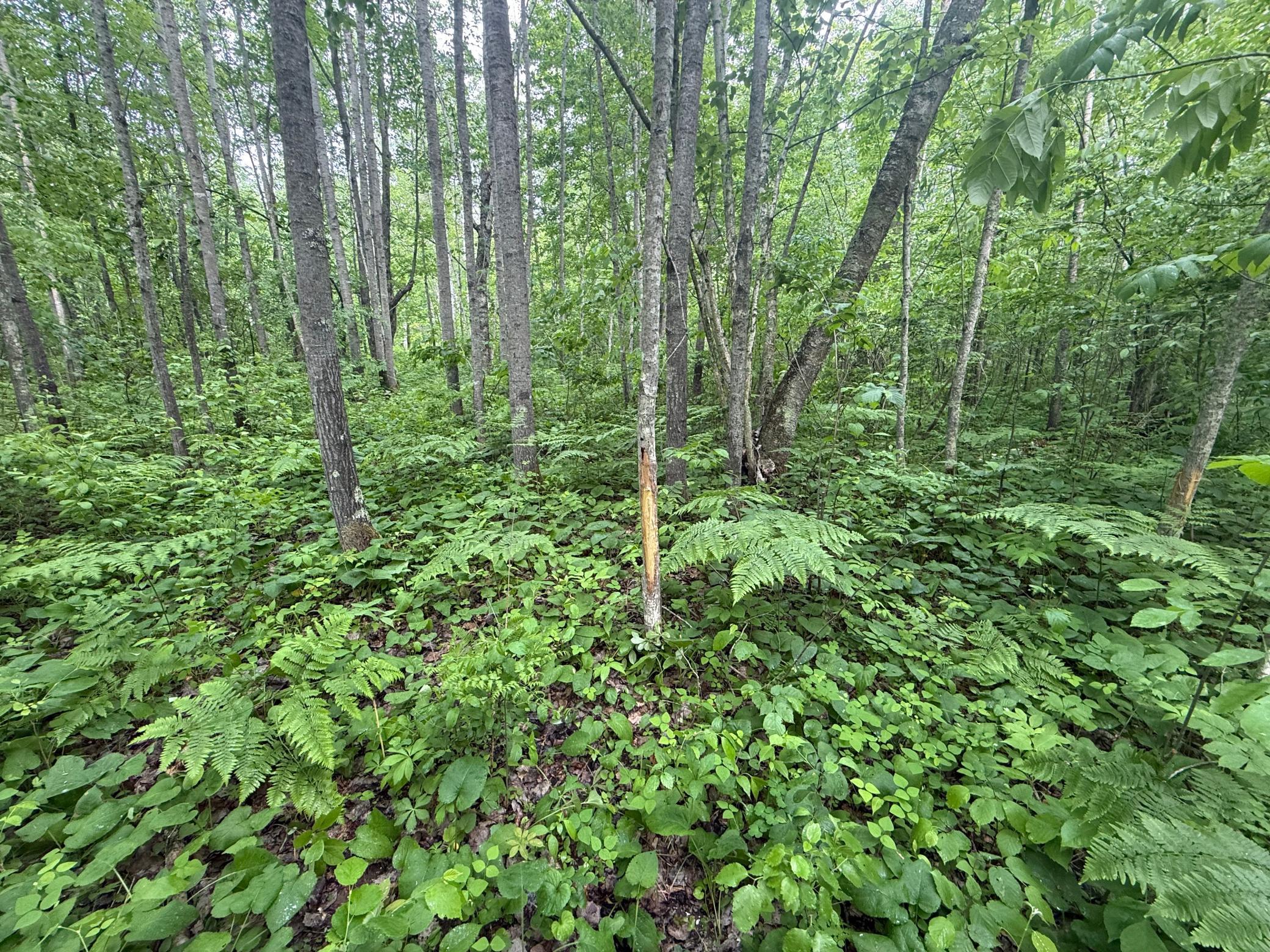 main property photo 23