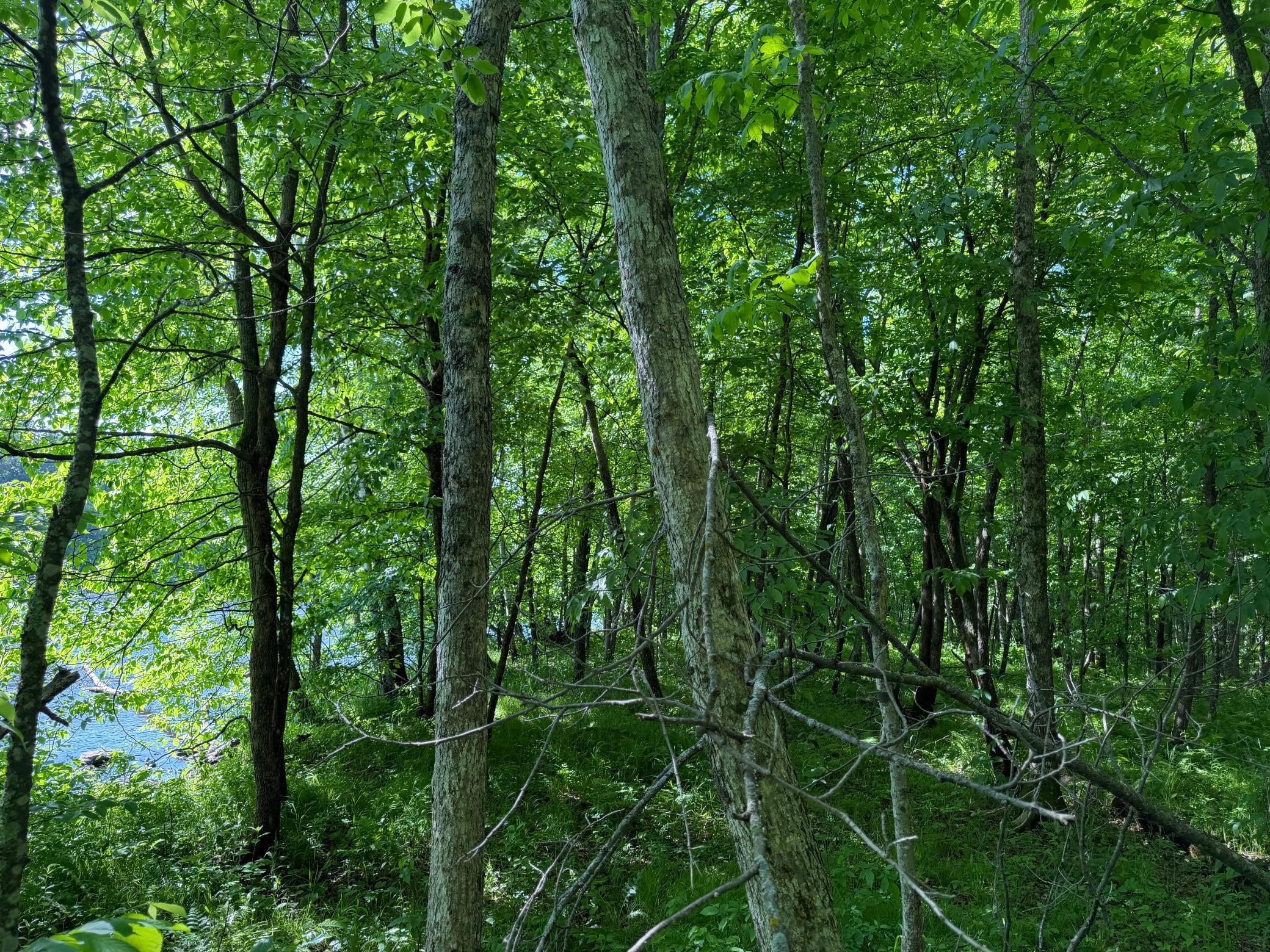 main property photo 54