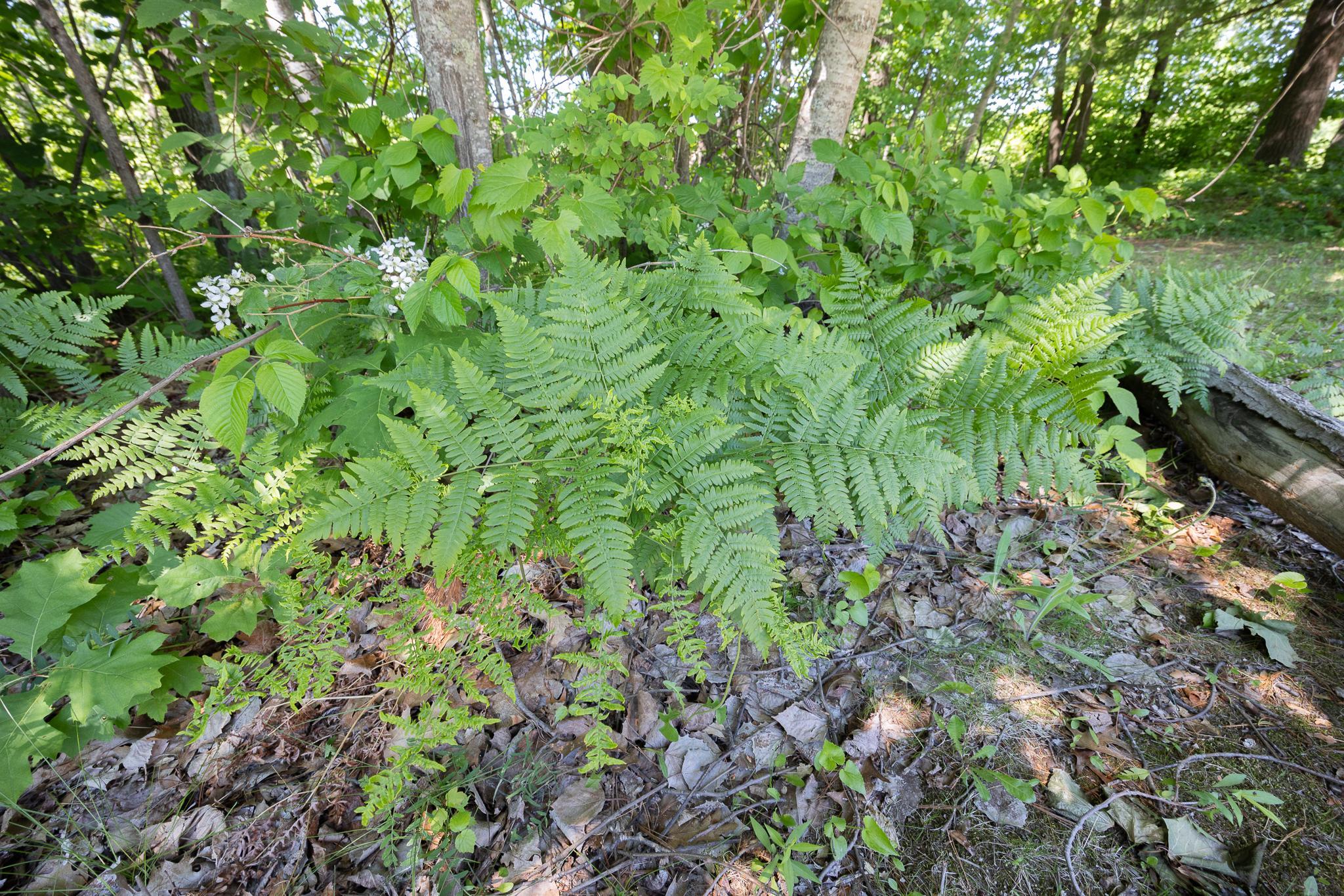 main property photo 11