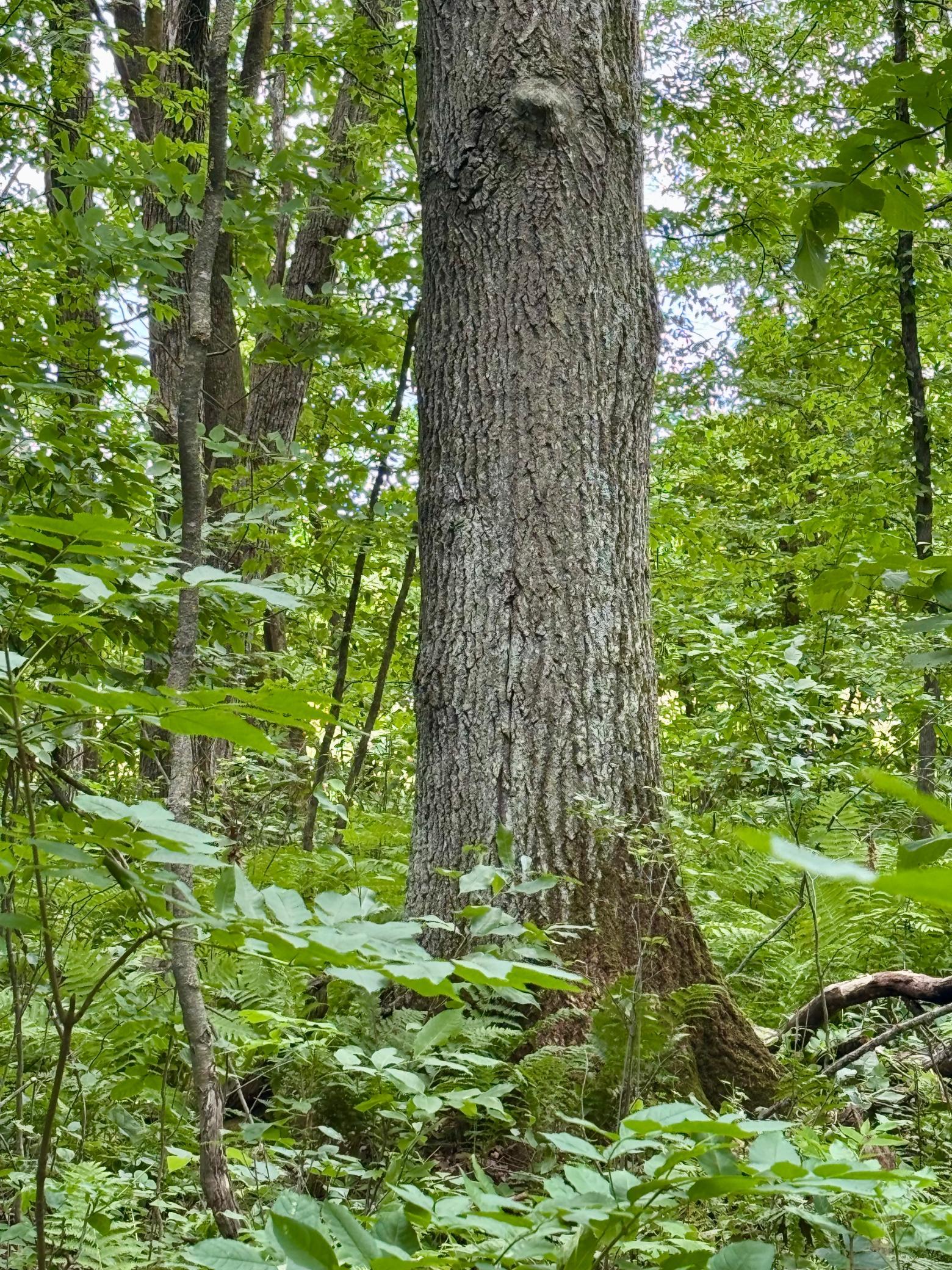 main property photo 37