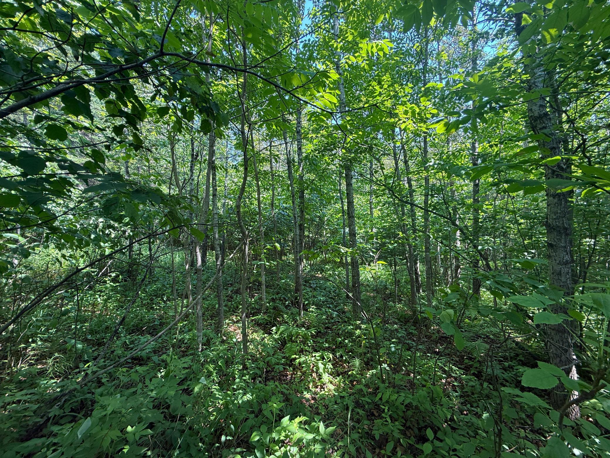 main property photo 13
