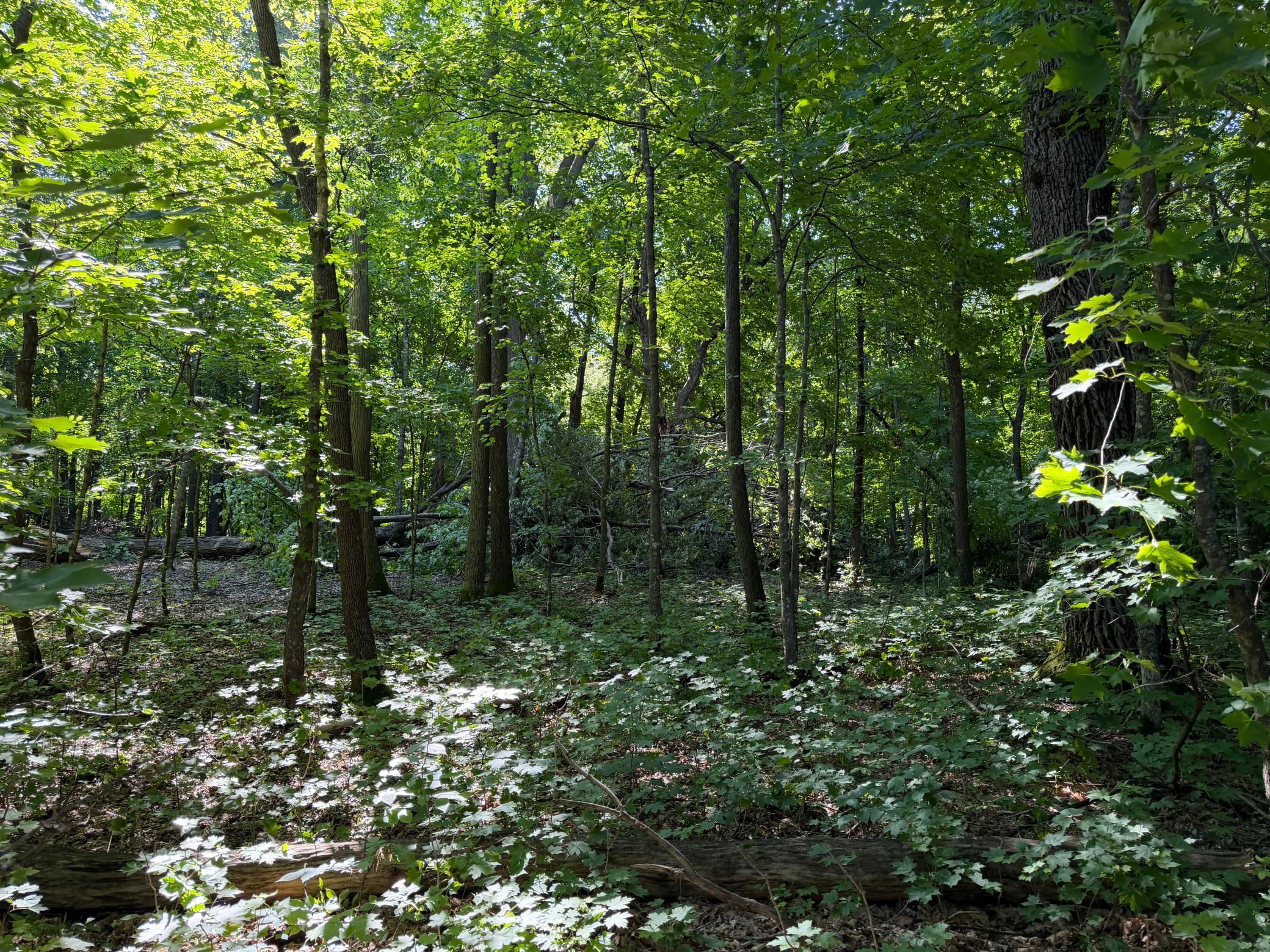 main property photo 87