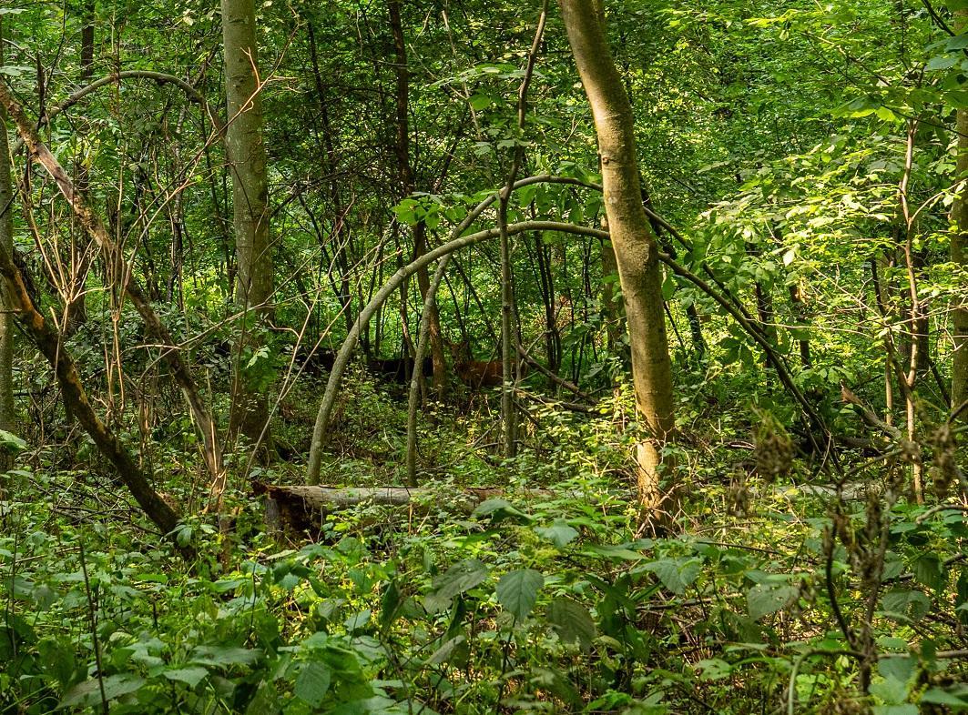 main property photo 38
