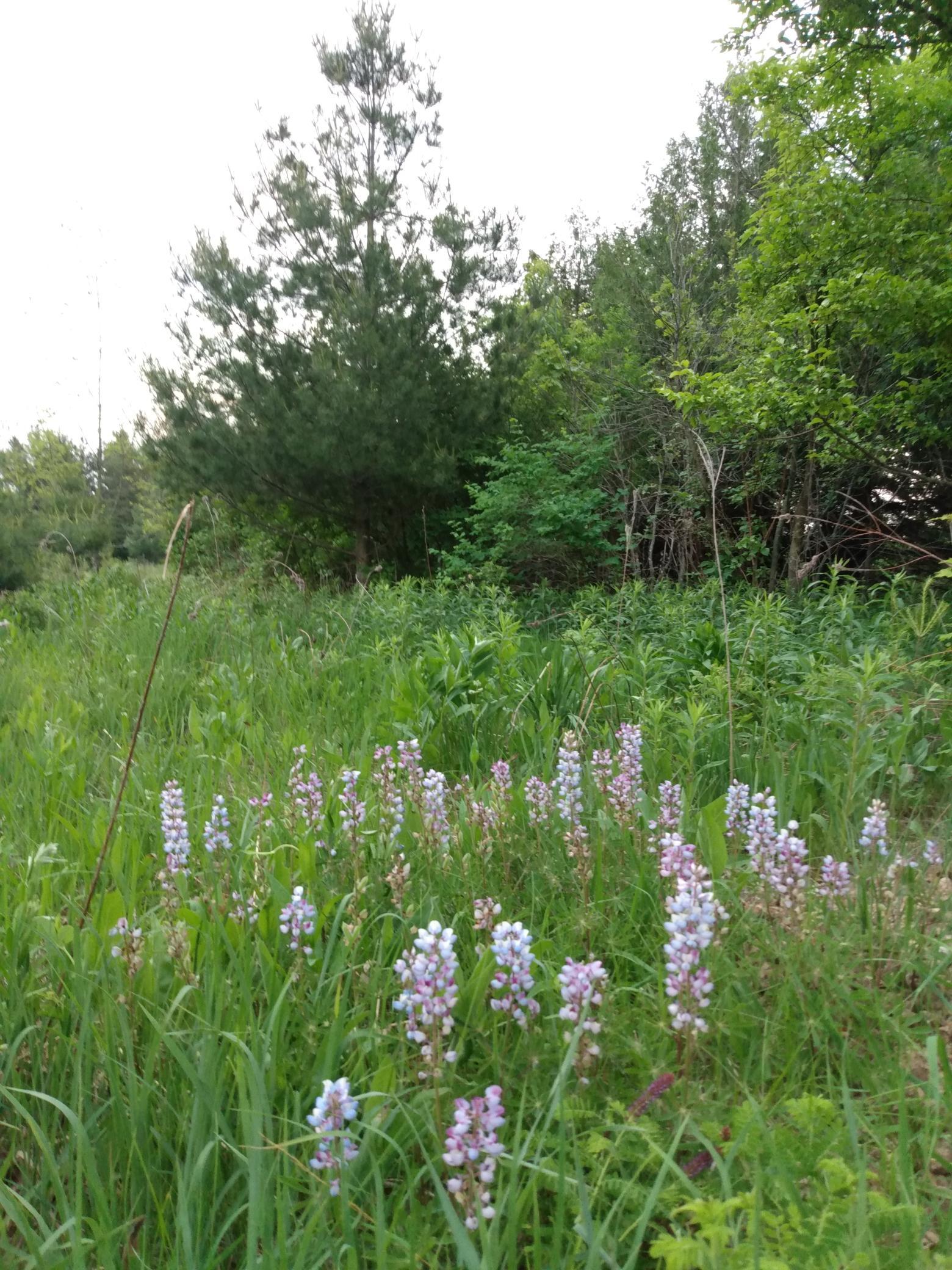 main property photo 110