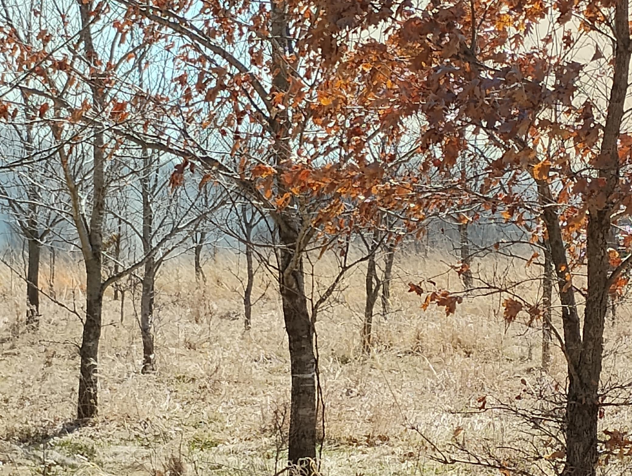main property photo 113