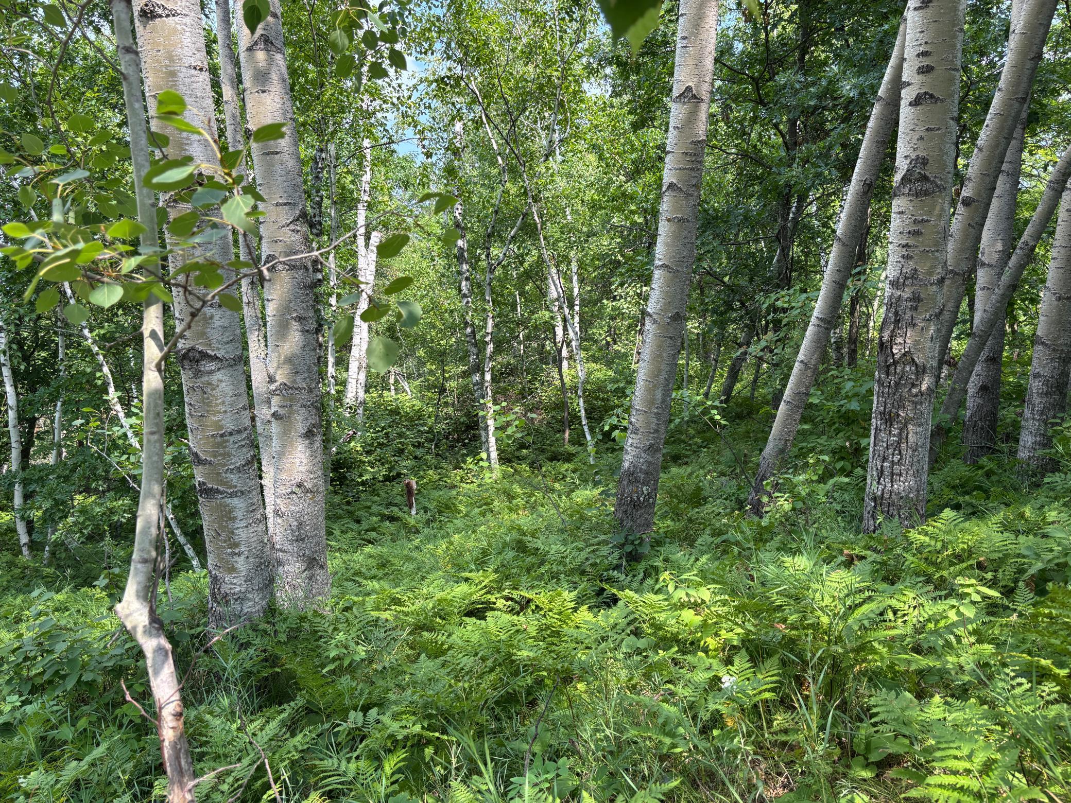 main property photo 14