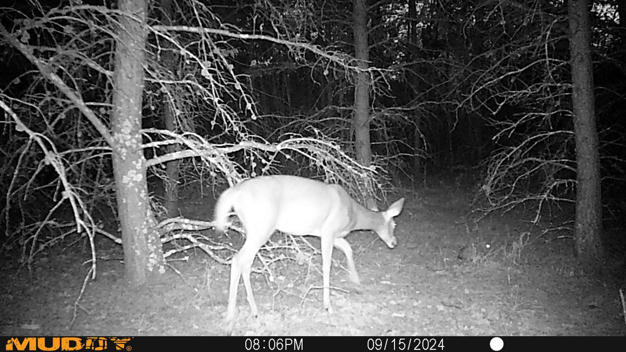 main property photo 33
