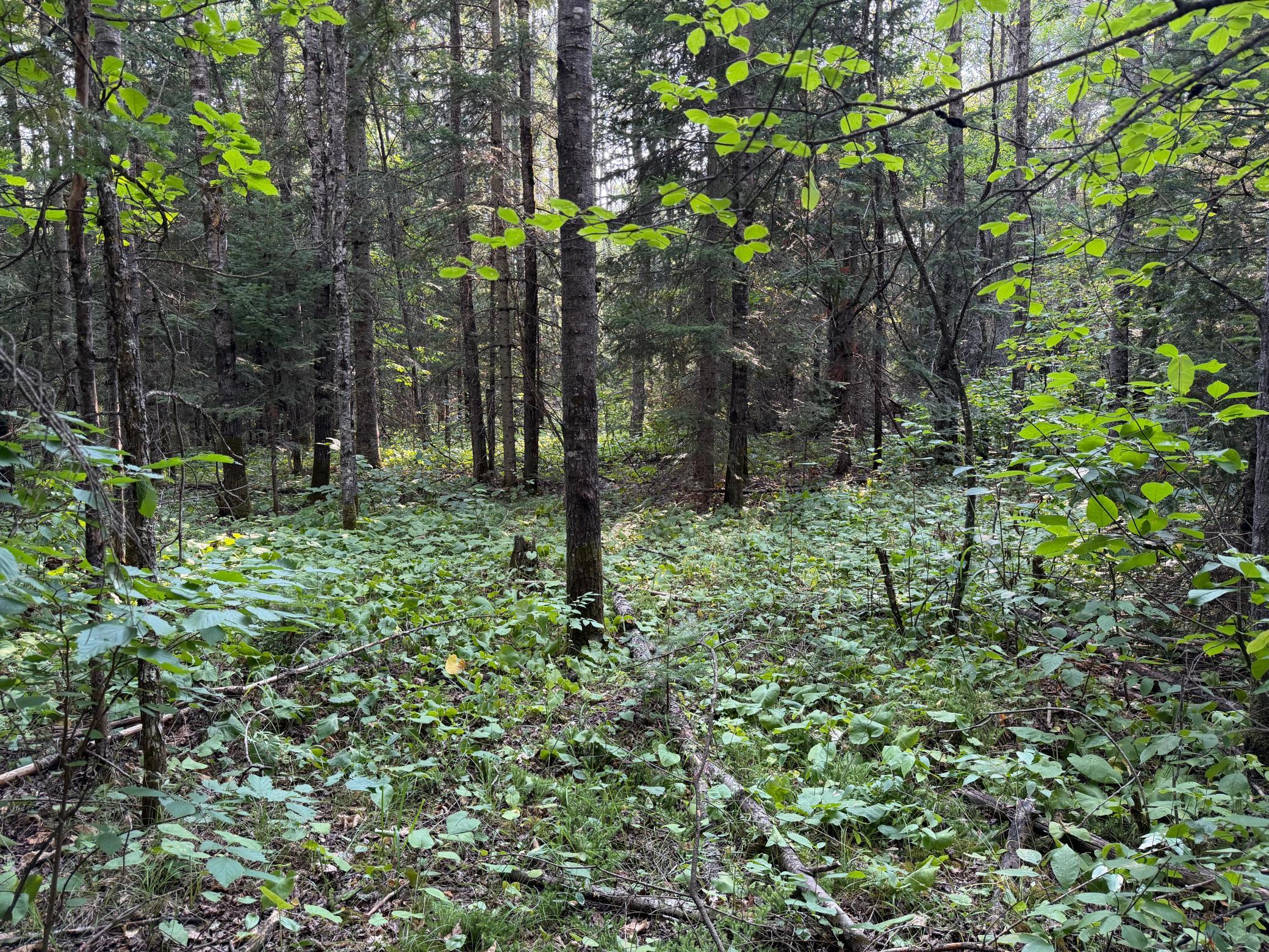 main property photo 42